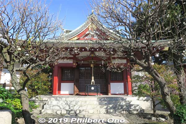 Mitake Shrine
Keywords: tokyo koto-ku kameido tenmangu tenjin shrine jinja plum blossoms ume flowers