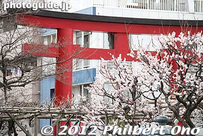 Keywords: tokyo koto-ku kameido tenmangu tenjin shrine jinja ume plum blossoms flowers torii