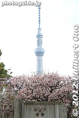 Tokyo Sky Tree and plum blossoms at Kameido Tenjin Shrine.
Keywords: tokyo koto-ku kameido tenmangu tenjin shrine jinja ume plum blossoms flowers skytree