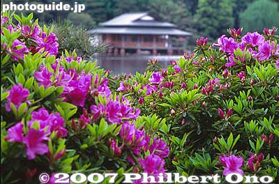 Azalea bushes and Ryotei teahouse
Keywords: tokyo koto-ku ward kiyosumi teien gardens pond azalea flowers teahouse