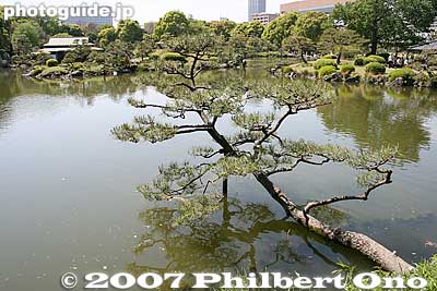 Keywords: tokyo koto-ku ward kiyosumi teien gardens pond matsu pine tree