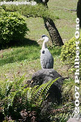 Bird
Keywords: tokyo koto-ku ward kiyosumi teien gardens bird japanwildlife