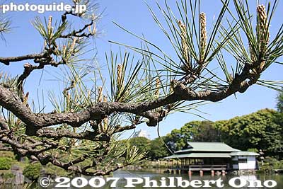 Pine tree and Ryotei
Keywords: tokyo koto-ku ward kiyosumi teien gardens pond pine tree matsu