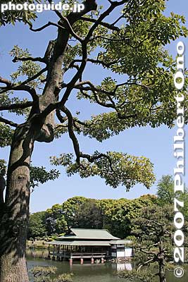 Pine tree and Ryotei
Keywords: tokyo koto-ku ward kiyosumi teien gardens pond pine tree matsu teahouse