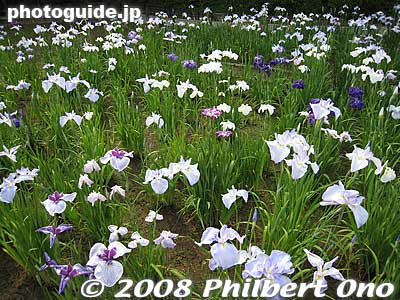 A variety of irises are planted.
Keywords: tokyo koto-ku yokojukkengawa park riverside irises flowers