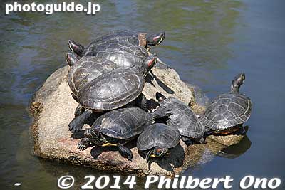 Turtles are invasive species, red-eared slider.
Keywords: tokyo koto-ku yokojukkengawa park riverside turtles