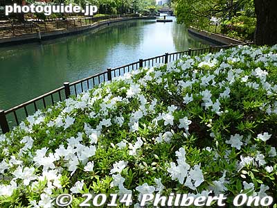 Keywords: tokyo koto-ku yokojukkengawa park riverside flowers