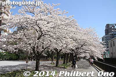 Sendaibori Park is noted for cherry blossoms in late March to early April.
Keywords: tokyo koto-ku sendaibori park riverside sakura cherry blossoms flowers