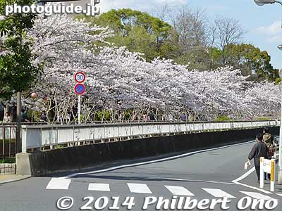 Sendaibori Park from Kasaibashi road is another prime section of cherry blossoms. 
Keywords: tokyo koto-ku sendaibori park riverside sakura cherry blossoms flowers