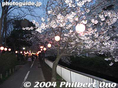 In the evening, paper lanterns light up the flowers.
Keywords: tokyo koto-ku sendaibori park riverside sakura cherry blossoms flowers