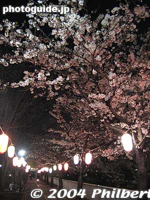 Keywords: tokyo koto-ku sendaibori park riverside sakura cherry blossoms flowers