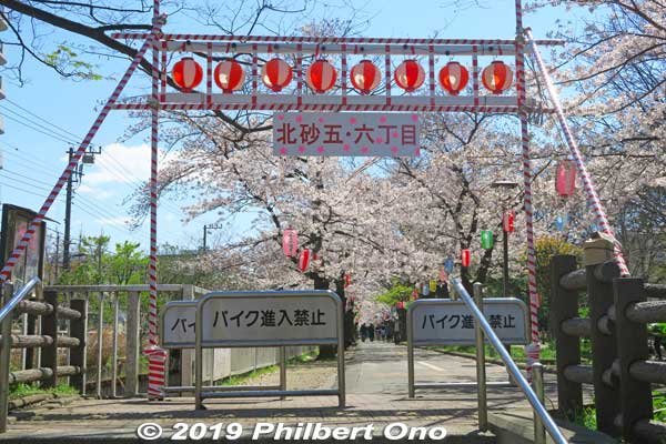 The northern end of Sendaibori Park.
Keywords: tokyo koto-ku sendaibori park riverside sakura cherry blossoms flowers
