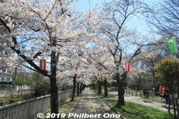Walking down Sendaibori Park from the northern end.
Keywords: tokyo koto-ku sendaibori park riverside sakura cherry blossoms flowers