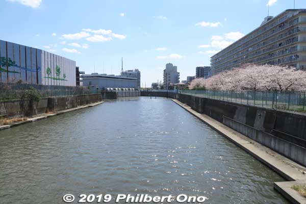 Kyu-Nakagawa River from Heisei Bridge. 旧中川
Keywords: tokyo koto-ku riverside sakura cherry blossoms flowers