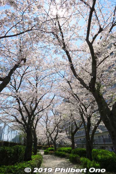 Cherry blossoms along Kyu-Nakagawa River in Koto Ward.
Keywords: tokyo koto-ku riverside sakura cherry blossoms flowers
