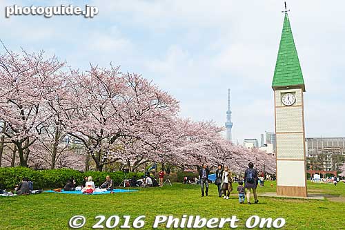 This clock tower is the park's focal point. Cherry blossoms are substantial and many people hold hanami flower-viewing picnics. But it's not as crowded as Ueno Park.
Keywords: tokyo koto-ku sarue onshi park flowers sakura cherry blossoms