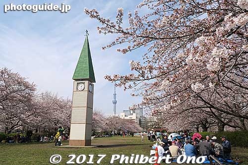 Keywords: tokyo koto-ku sarue onshi park flowers sakura cherry blossoms