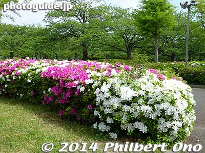 Keywords: tokyo koto-ku sarue onshi park flowers azalea