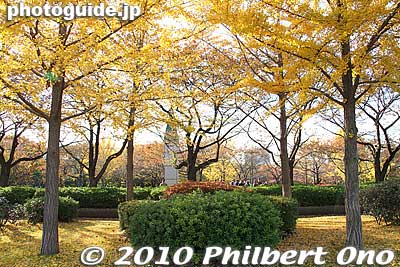 Gingko trees dominate the park in autumn.
Keywords: tokyo koto-ku sarue onshi park autumn leaves foliage