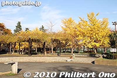 Keywords: tokyo koto-ku sarue onshi park autumn leaves foliage