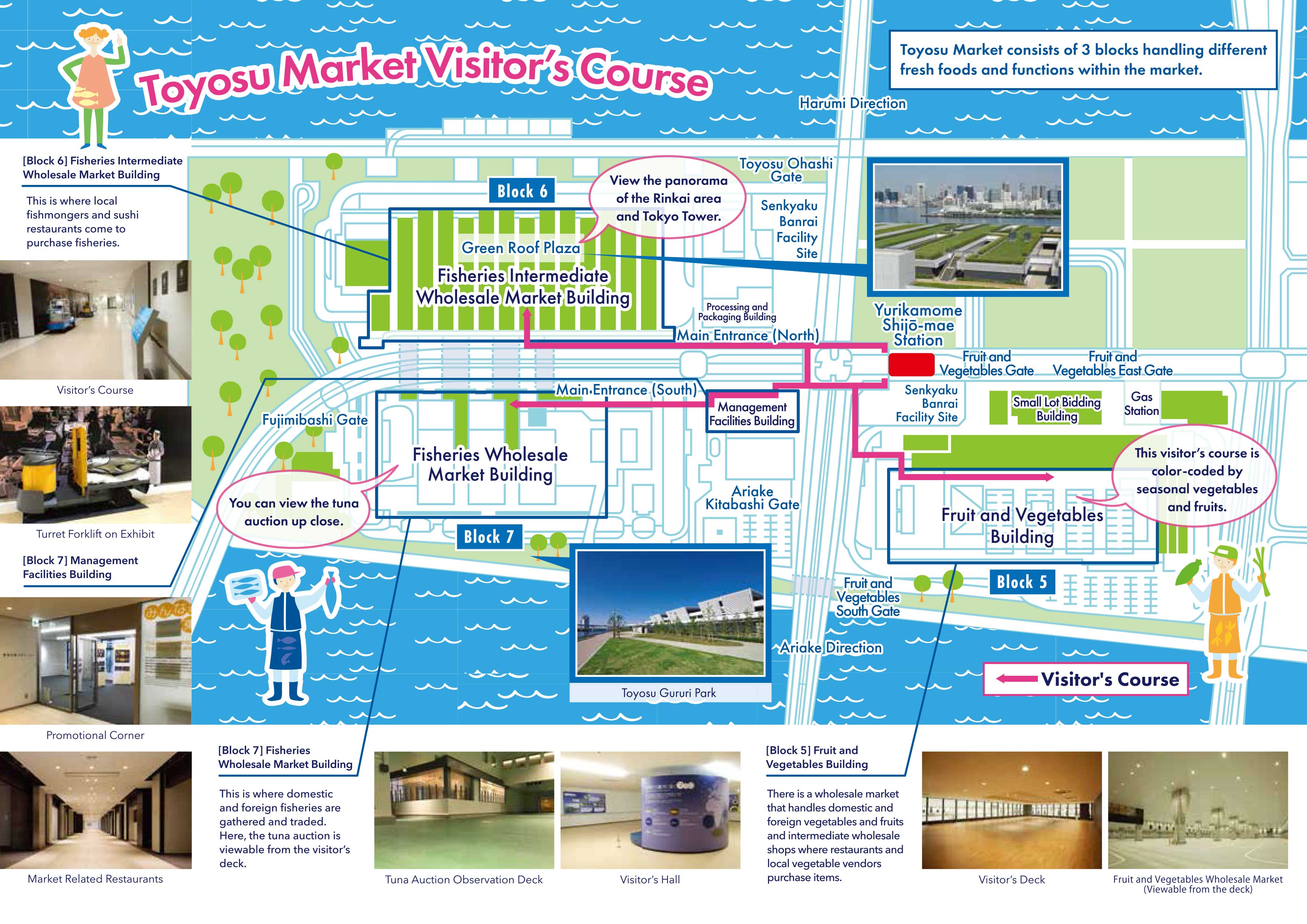 The official website provides this very basic map of Toyosu Market. There are three blocks/buildings all connected to each other and to Shijo-mae Station via pedestrian overpasses.
The red lines on this map show the pedestrian overpass to each block. All three buildings have a long tourist corridor with picture windows to see inside the market.

When the market is open (closed on Sun.), tourists can tour the three Toyosu Market buildings from 5 am to 5 pm. However, there's not much market action after late morning.

Besides the markets, there are sushi restaurants. The problem with this map is that it doesn't show where the restaurants are. They are in Blocks 6 and 7. Very crowded though.

Block 7 is where the tuna auctions are held, but the public won't be able to see the auction area until next Jan. But if you come here by 6 am or so, you should be able to see some tuna being hauled away on the floor. This block also has some restaurants.

Block 6 is the largest building of the three. This is where the sold tuna is carved up. This building also has a large sushi restaurant area that is not indicated on this map. The upper floor also has little shops (Uogashi Yokocho Market) for people who work at the market. They sell knives, tea, etc., and also sell to the public, but the shops close by 2 pm or so.

Block 5 is the fruit and vegetable market. Least crowded. No restaurants inside.
Keywords: tokyo koto-ku ward toyosu market