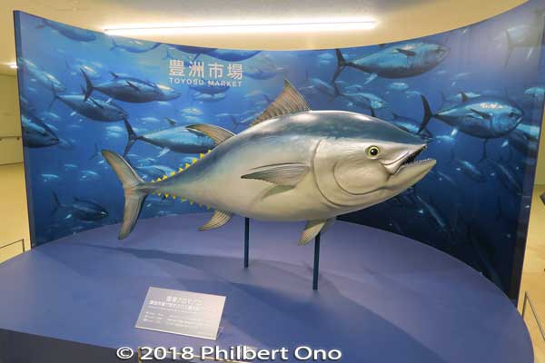 Another crowd-pleasing tuna display in Block 7. Life-size model of the biggest tuna ever sold at Tsukiji fish market in April 1986. 2.88 meters long, 496 kg. Didn't say how much it sold for.
Keywords: tokyo koto-ku ward toyosu market