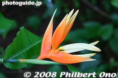 Bird of Paradise
Keywords: tokyo koto-ku Yumenoshima tropical plants greenhouse