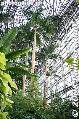 Keywords: tokyo koto-ku Yumenoshima tropical plants greenhouse