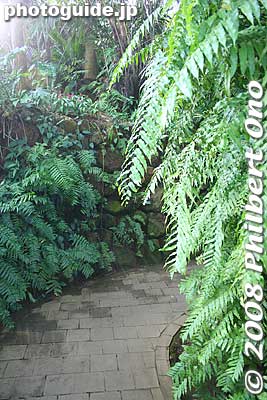 Keywords: tokyo koto-ku Yumenoshima tropical plants greenhouse