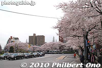 Outside JR Kunitachi Station, south exit.
Keywords: tokyo kunitachi daigaku-dori road street cherry blossoms sakura flowers 