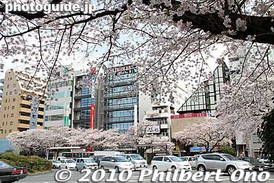 One of the prettiest train station rotaries in Tokyo.
Keywords: tokyo kunitachi daigaku-dori road street cherry blossoms sakura flowers 