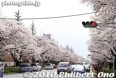 Between JR Kunitachi  Station (Chuo Line) and Yaho Station (JR Nanbu Line) is this straight road called Daigaku-dori (University Avenue) famous for cherry blossoms. 
Keywords: tokyo kunitachi daigaku-dori road street cherry blossoms sakura flowers japanharu