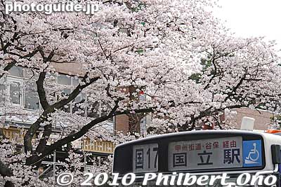 Bus for Kunitachi Station.
Keywords: tokyo kunitachi daigaku-dori road street cherry blossoms sakura flowers 