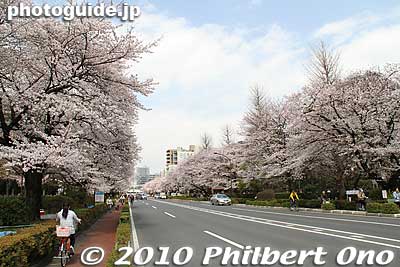 But I was walking on the bicycle path, and the pedestrian sidewalk was more outward.
Keywords: tokyo kunitachi daigaku-dori road street cherry blossoms sakura flowers 