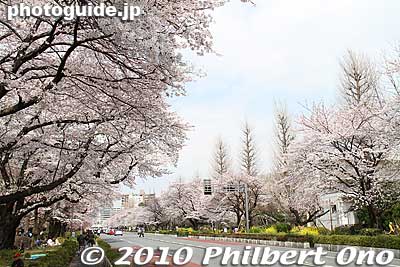Looking toward Kunitachi Station.
Keywords: tokyo kunitachi daigaku-dori road street cherry blossoms sakura flowers 