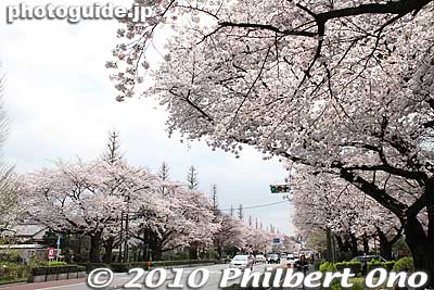 Keywords: tokyo kunitachi daigaku-dori road street cherry blossoms sakura flowers 