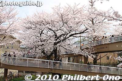 Going up the pedestrian overpass.
Keywords: tokyo kunitachi daigaku-dori road street cherry blossoms sakura flowers 