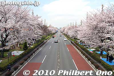 View of Daigaku-dori (looking toward Kunitachi Station) from the pedestrian overpass.
Keywords: tokyo kunitachi daigaku-dori road street cherry blossoms sakura flowers 