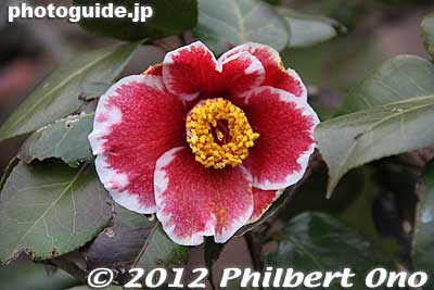 Camellia in Yakushi Ike park, Machida, Tokyo.
Keywords: tokyo machida yakushi ike pond koen park Camellia japanflower