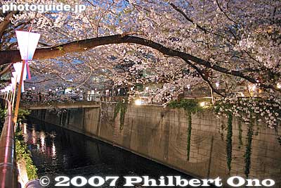 Keywords: tokyo meguro-ku ward naka-meguro meguro-gawa river cherry blossoms sakura flowers night