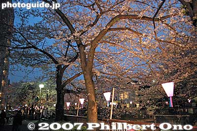 There is a road on both sides of the river along which you can see the flowers. However, both narrow roads also have cars whizzing by. Watch out or else get bumped by a car.
Keywords: tokyo meguro-ku ward naka-meguro meguro-gawa river cherry blossoms sakura flowers night