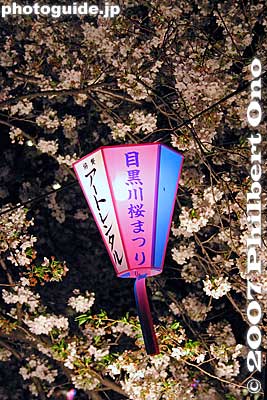 "Meguro-gawa Sakura Matsuri"
Keywords: tokyo meguro-ku ward naka-meguro meguro-gawa river cherry blossoms sakura flowers night
