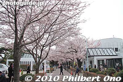 Main entrance to Aoyama Cemetery during cherry blossom season in early April. Gaienmae Station (Ginza/Hanzomon Line) and Nogizaka Station (Chiyoda Line) are the closest subway stations.
Keywords: tokyo minato-ku ward aoyama cemetery graveyard tombstones