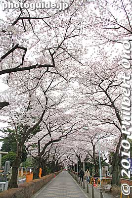 Cherry blossom tunnel at Aoyama Cemetery.
Keywords: tokyo minato-ku ward aoyama cemetery graveyard tombstones