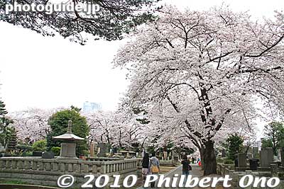 Aoyama Cemetery is one of Tokyo's noted spots for cherry blossoms. However, having hanami picnics is not allowed.
Keywords: tokyo minato-ku ward aoyama cemetery graveyard tombstones