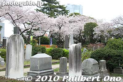 Cherry blossoms and graves.
Keywords: tokyo minato-ku ward aoyama cemetery graveyard tombstones