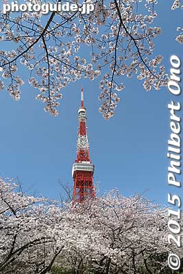 Tokyo Tower and cherry blossoms in Shiba Park.
Keywords: tokyo minato-ku shiba koen park tokyotower