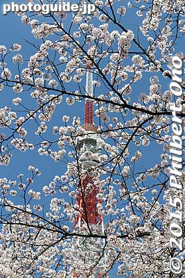 Keywords: tokyo minato-ku shiba koen park tower