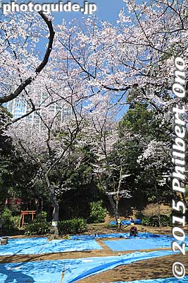 Maruyama Tumulus is a cherry blossom spot in spring.
Keywords: tokyo minato-ku shiba koen park