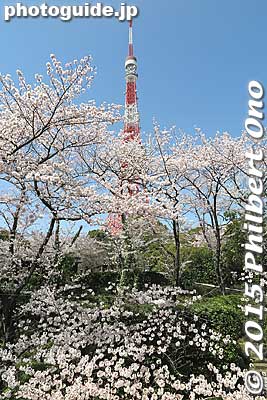 Nice cherry blossoms at Zojoji temple with Tokyo Tower in the background.
Keywords: minato-ku tokyo zojoji jodo-shu Buddhist temple tower cherry blossoms sakura